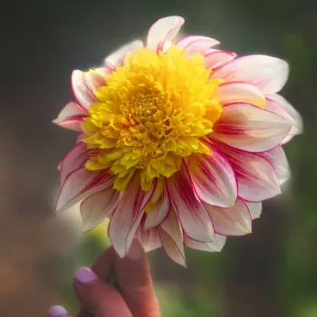 Natural Dahlia Plant
